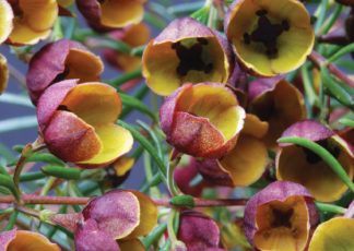 Heaven Scent - Boronia megastigma - Shrubs by Plant Native!