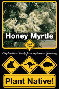 Honey Myrtle - Melaleuca decora - Small Tree range by Plant Native!