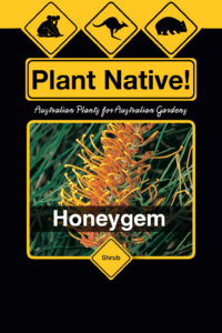 Honeygem - Grevillea peteridifolia x G.banksii - Shrub by Plant Native!