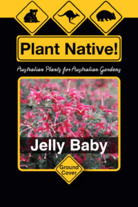 Jelly Baby (Grevillea lavandulacea x G.chrysophaea) - Ground Covers Range by Plant Native!