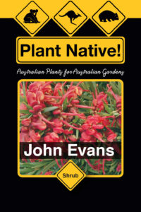 John Evans - Grevillea baueri x rosmarinifolia nana - Shrubs by Plant Native!