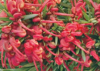 John Evans - Grevillea baueri x rosmarinifolia nana - Shrubs by Plant Native!