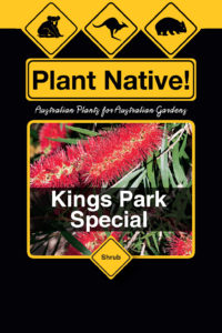 Kings Park Special - Callistemon viminalis select form - Shrub by Plant Native!