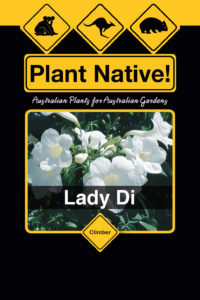 Lady Di (Pandorea jasminoides select form) - Ground Covers Range by Plant Native!