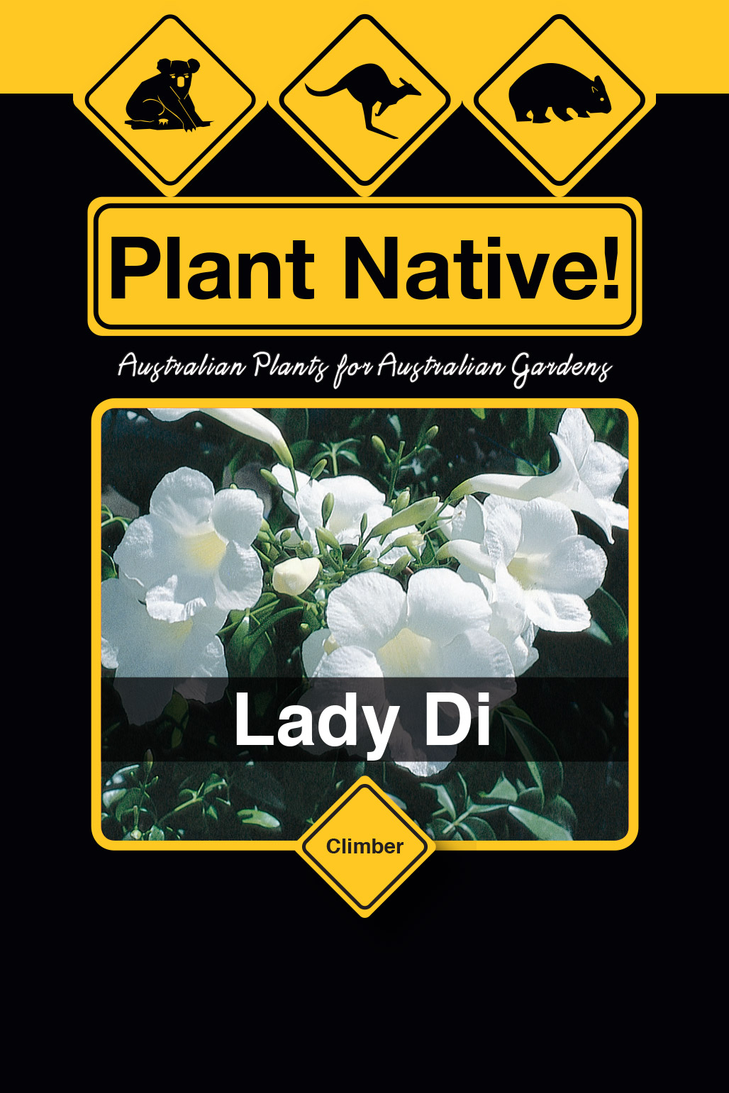 Lady Di - Plant Native!