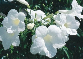 Lady Di (Pandorea jasminoides select form) - Ground Covers Range by Plant Native!