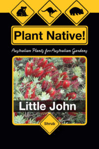 Little John - Callistemon viminalis select form - Shrubs by Plant Native!
