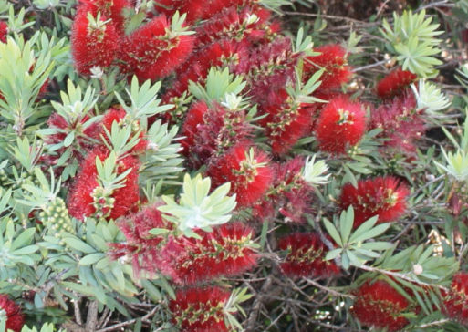 Australian Native Small Shrub Range by Plant Native!