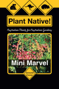 Mini Marvel (Grevillea thelmanniana select form) - Ground Covers Range by Plant Native!