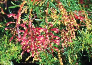 Mini Marvel (Grevillea thelmanniana select form) - Ground Covers Range by Plant Native!