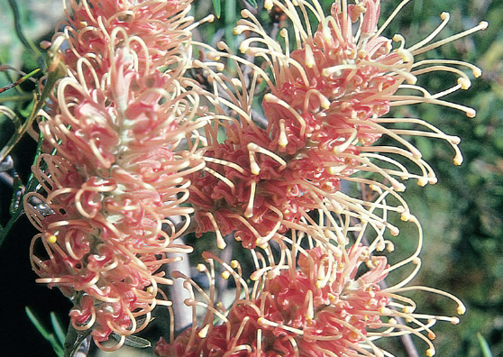 Misty Pink - Grevillea sessilis x G. banksii - Shrub by Plant Native!