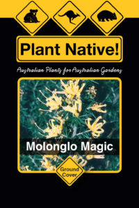 Molonglo Magic (Grevillea juniperina select form) - Ground Covers Range by Plant Native!