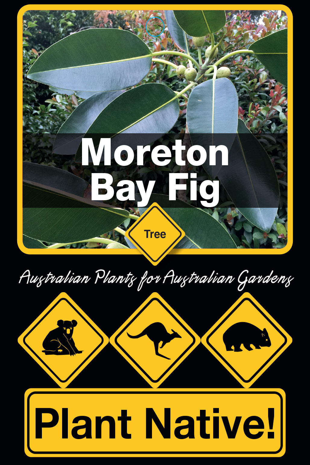 Moreton Bay Fig - Plant Native!