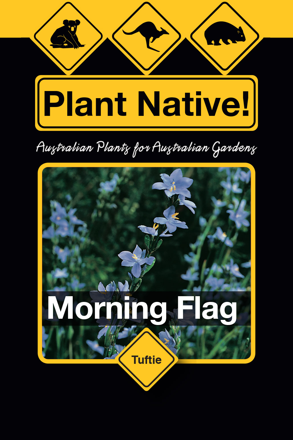 Morning Flag - Plant Native! Morning Flag - Plant Native!