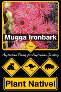 Mugga Ironbark - Eucalyptus sideroxylon - Trees by Plant Native!