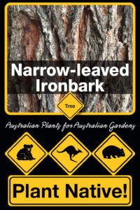 Narrow-leaved Ironbark - Eucalyptus crebra - Tree range by Plant Native!