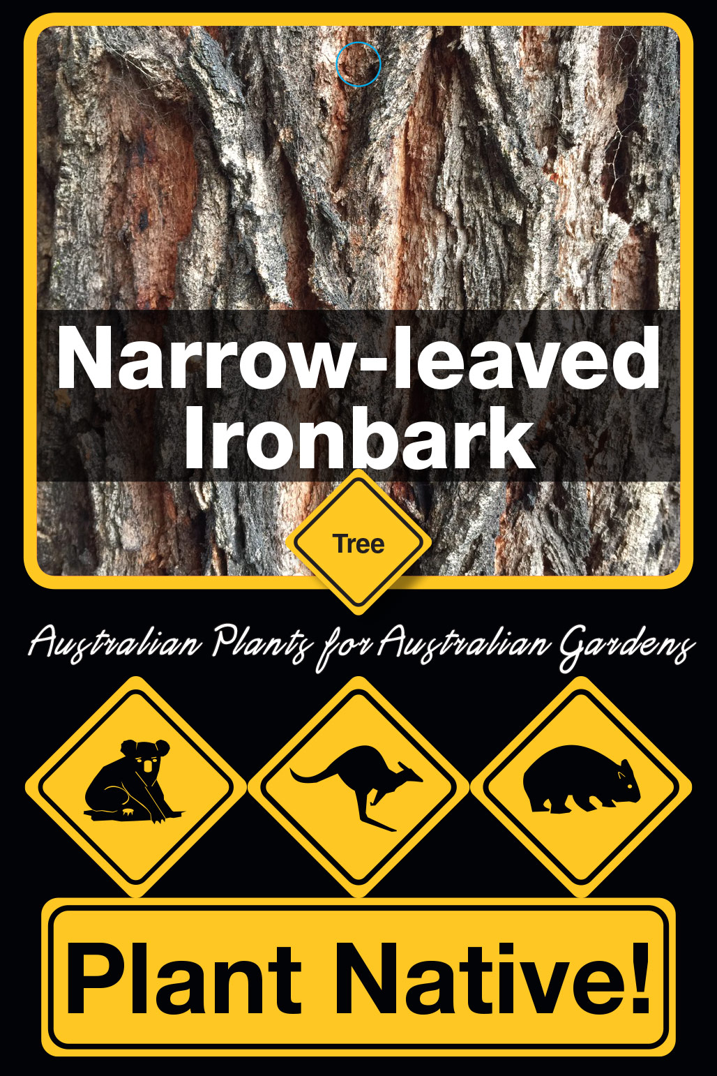Narrow-leaved Ironbark - Plant Native!