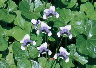 Native Violet (Viola hederacea) - Ground Covers Range by Plant Native!