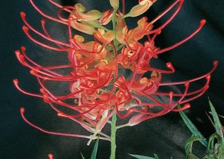 Ned Kelly - Grevillea bipinnatifida x G.banksii - Shrubs by Plant Native!