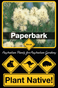 Paperbark - Melaleuca ericifolia - Small Tree range by Plant Native!