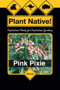 Pink Pixie - Grevillea rosmarinifolia select form - Shrubs by Plant Native!