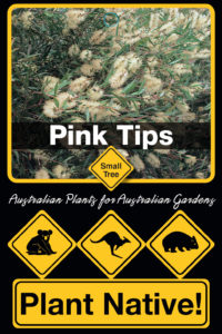 Pink Tips - Callistemon salignus - Small Tree range by Plant Native!
