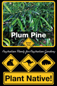 Plum Pine - Podocarpus elatus - Small Tree range by Plant Native!