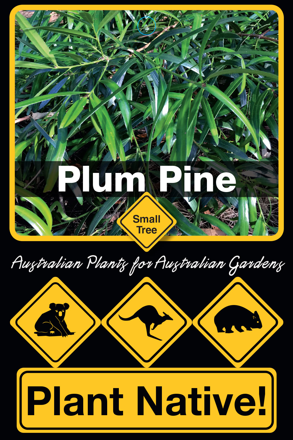 Plum Pine - Plant Native!