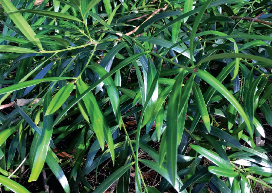 Plum Pine - Podocarpus elatus - Small Tree range by Plant Native!