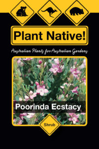 Poorinda Ecstacy - Crowea saligna x Crowea exalata - Shrubs by Plant Native!