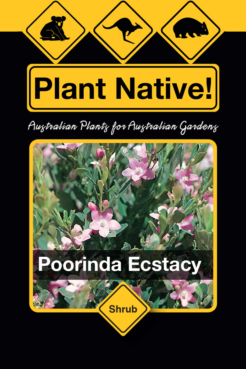 Poorinda Ecstacy - Plant Native!