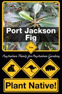 Port Jackson Fig - Ficus rubiginosa - Trees by Plant native!