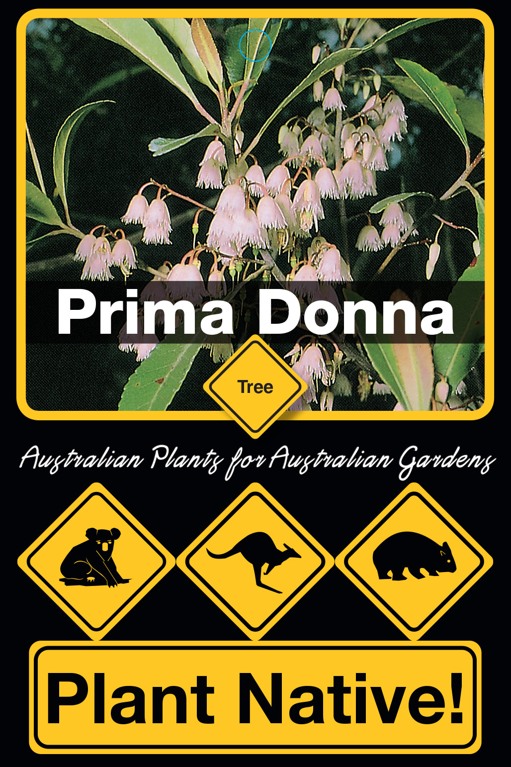 Prima Donna - Plant Native!