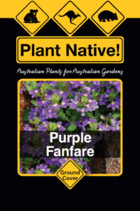 Purple Fanfare (Scaevola aemula select form) - Ground Covers Range by Plant Native!