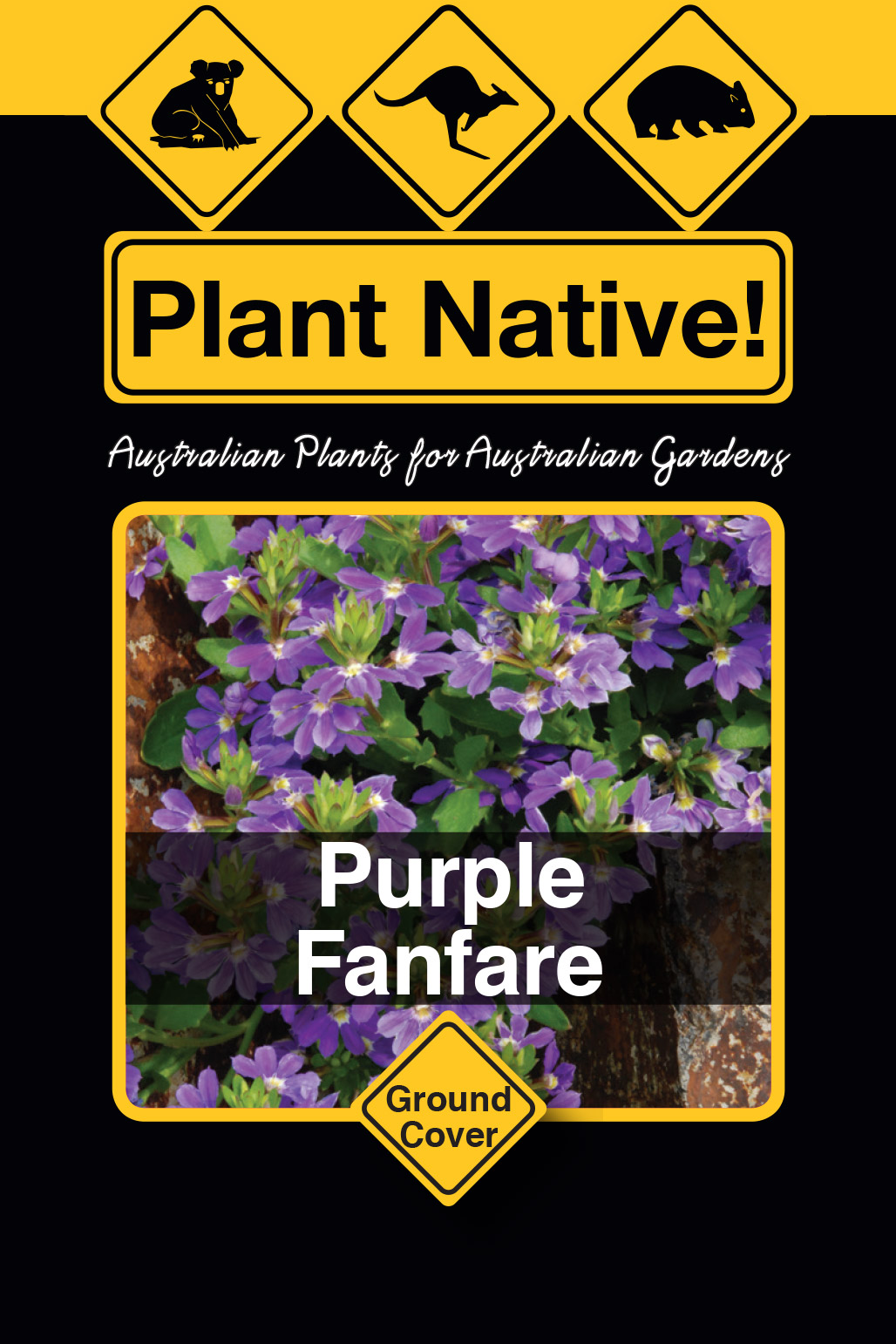 Purple Fanfare - Plant Native!