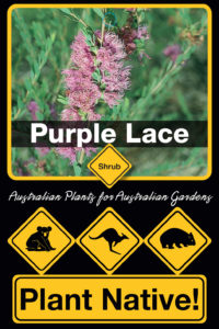 Purple Lace - Melaleuca thymifolia - Small Shrub by Plant Native!