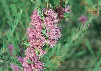 Purple Lace - Melaleuca thymifolia - Small Shrub by Plant Native!