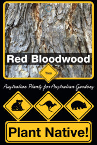 Red Bloodwood - Corymbia gummifera - Tree range by Plant Native!