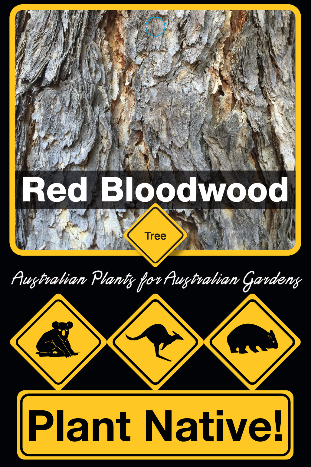 Red Bloodwood - Plant Native!