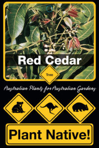 Red Cedar - Toona ciliata - Tree range by Plant Native!