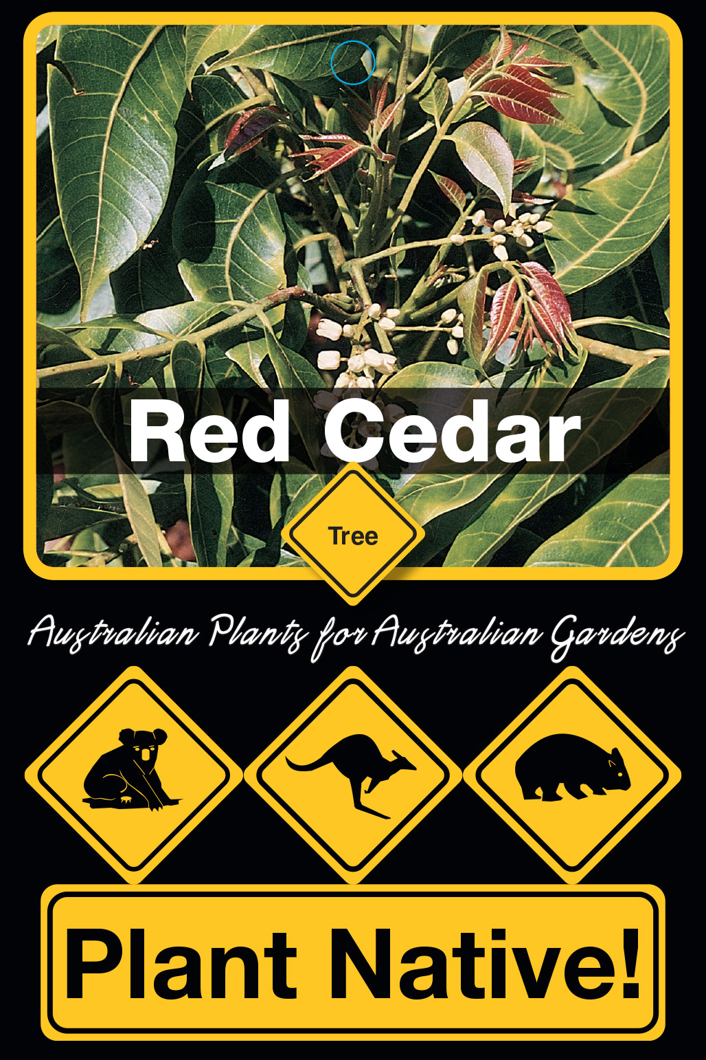 Red Cedar - Plant Native!