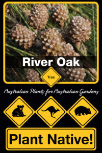 River Oak (Casuarina cunninghamiana) - Trees Range - Plant Native!