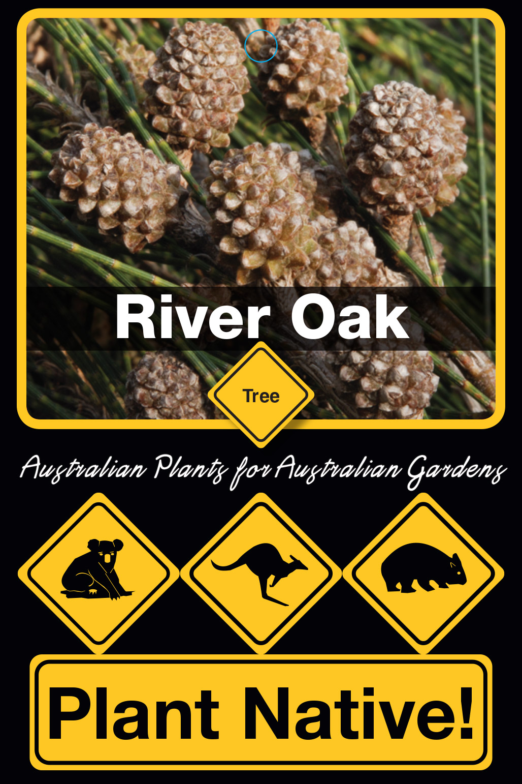 River Oak - Plant Native!