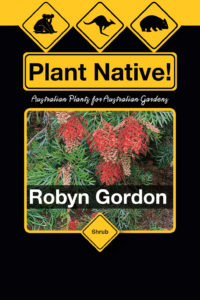 Robyn Gordon - Grevillea bipinnatifida x G.banksii - Shrubs by Plant Native!