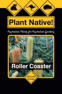 Roller Coaster (Banksia integrifolia prostrate) - Ground Covers Range by Plant Native!