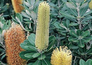 Roller Coaster (Banksia integrifolia prostrate) - Ground Covers Range by Plant Native!