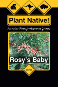 Rosy's Baby - Grevillea rosmarinifolia select form - Shrubs by Plant Native!