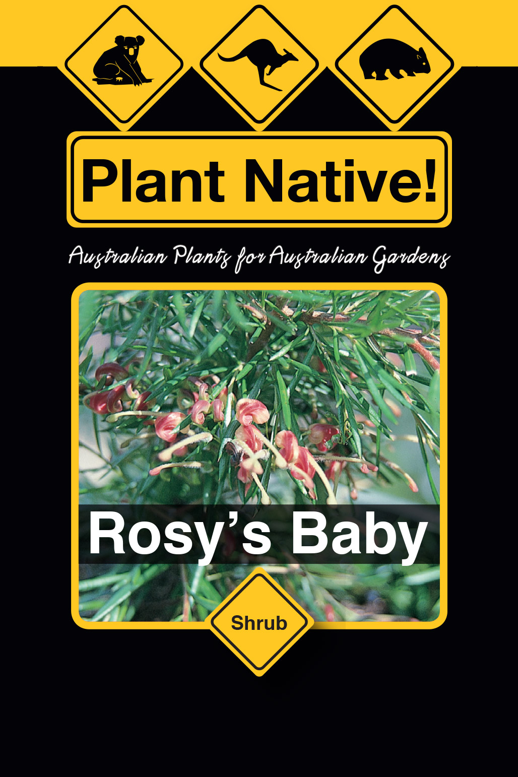 Rosy’s Baby - Plant Native!