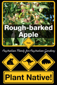 Rough Barked Apple - Angophora floribunda - Tree range by Plant Native!