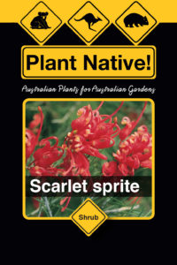 Scarlet Sprite - Grevillea rosmarinifolia select form - Shrubs by Plant Native!